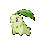 菊草叶