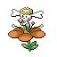 花蓓蓓（橙花）