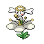 花蓓蓓（白花）